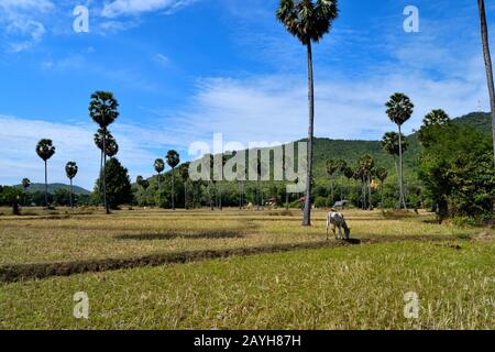 Blick auf die klassische kamboische Landschaft an einem schönen sonnigen Tag Stockfoto