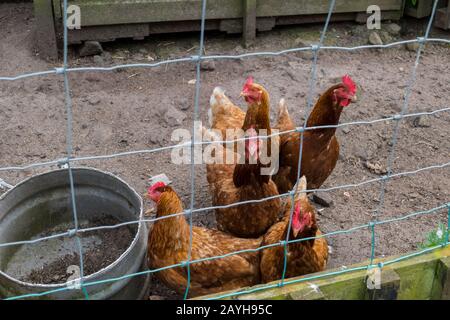 Hühner in einem Gehege, raußen in Bodenhaltung Stockfoto