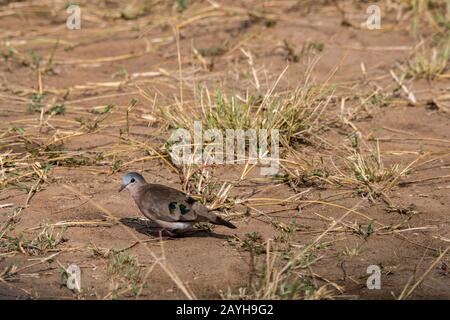 Eine smaragdgefleckte Holztaube (Turtur chalcospilos) sucht in den Grasländern des Masai Mara National Reserve in Kenia nach Nahrung. Stockfoto