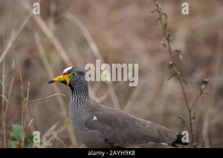 Ein afrikanischer Wattlappen oder Senegal wattierte Pflauge (Vanellus senegallus) im Masai Mara National Reserve in Kenia. Stockfoto