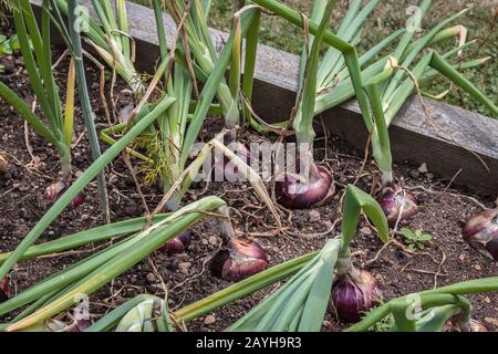 Reihen roter Zwiebeln wachsen in einem erhabenen Bett in einem Garten mit Gartennahrung, ihre Birnen schwellen und Blätter beginnen zu gelb, während sie reifen (Spätsommer). Stockfoto