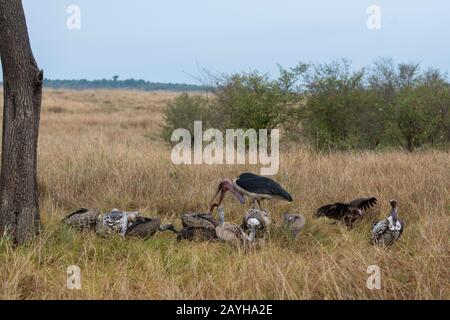 Rueppells Griffon Geier (Gyps rueppelli), Weißbackige Geier (Gyps africanus) und ein Marabou-Storch (Leptoptilos crumenifer), der sich von einem toten Wil ernährt Stockfoto