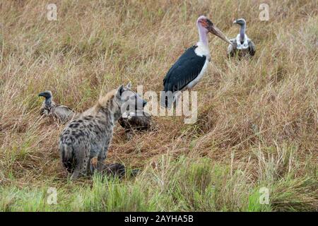 Geier und ein Marabou-Storch (Leptoptilos crumenifer) versuchen, einen Anteil an einem toten Wildebeest zu bekommen, der von einer gefleckten Hyäne (Crocuta crocuta) in der Ma getötet wurde