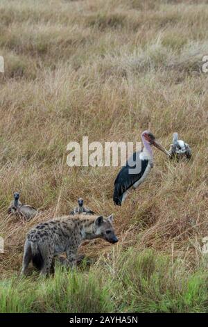 Geier und ein Marabou-Storch (Leptoptilos crumenifer) versuchen, einen Anteil an einem toten Wildebeest zu bekommen, der von einer gefleckten Hyäne (Crocuta crocuta) in der Ma getötet wurde