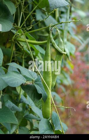 Nahansicht eines Clusters aus langgrünen, reifenden Scarlet-Runner-Bohnenschoten, die im Herbst in einem Garten mit Backyard-Lebensmitteln wachsen (verschwommener Hintergrund). Stockfoto