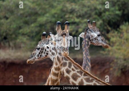 Nahaufnahme von drei Masai-Giraffen (Giraffa tippelskirchi) in den Grasländern des Masai Mara National Reserve in Kenia. Stockfoto
