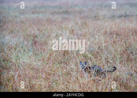 Eine Servalkatze (Leptailurus serval) geht durch das hohe Gras der Masai Mara in Kenia. Stockfoto