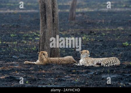 Zwei Cheetah-Brüder (Acinonyx jubatus) ruhen im verbrannten Grasland im Masai Mara National Reserve in Kenia. Stockfoto