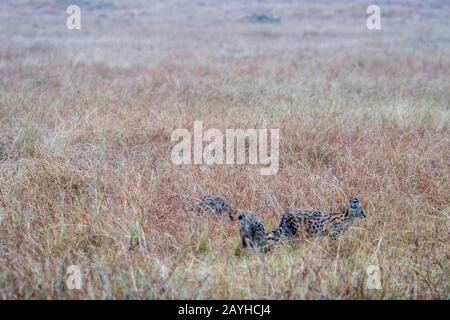 Servalkatzen (Leptailurus serval) laufen durch das hohe Gras der Masai Mara in Kenia. Stockfoto