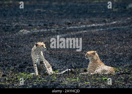 Zwei Cheetah-Brüder (Acinonyx jubatus) ruhen im verbrannten Grasland im Masai Mara National Reserve in Kenia. Stockfoto