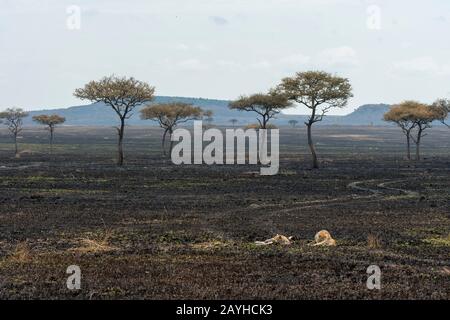 Zwei Cheetah-Brüder (Acinonyx jubatus) ruhen im verbrannten Grasland im Masai Mara National Reserve in Kenia. Stockfoto