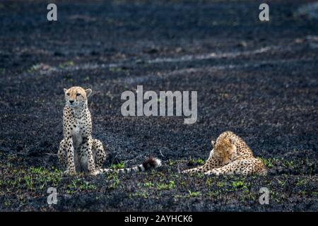 Zwei Cheetah-Brüder (Acinonyx jubatus) ruhen im verbrannten Grasland im Masai Mara National Reserve in Kenia. Stockfoto