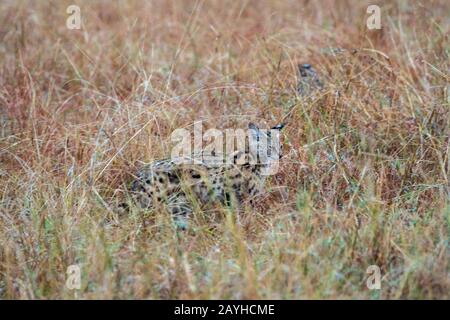 Eine Servalkatze (Leptailurus serval) geht durch das hohe Gras der Masai Mara in Kenia. Stockfoto