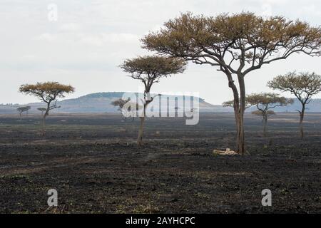 Zwei Cheetah-Brüder (Acinonyx jubatus) ruhen im verbrannten Grasland im Masai Mara National Reserve in Kenia. Stockfoto