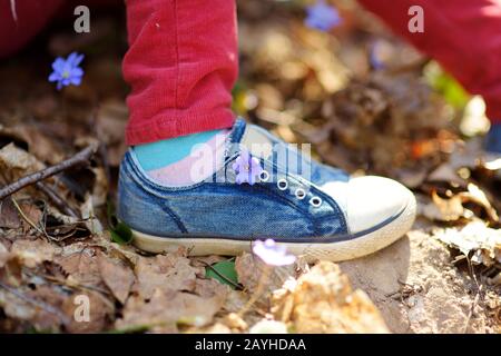 Nahaufnahme von Mädchen Schuhe im Wald an einem schönen sonnigen Frühlingstag. Das Kind pflückt die ersten Blumen des Frühlings im Freien. Kinder erkunden die Natur. Stockfoto