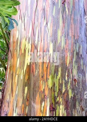 Rainbow Eucalyptus hat schöne bunte Rinde. Stockfoto