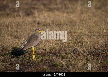 Ein afrikanischer Wattlappen oder Senegal wattierte Pflauge (Vanellus senegallus) im Masai Mara National Reserve in Kenia. Stockfoto