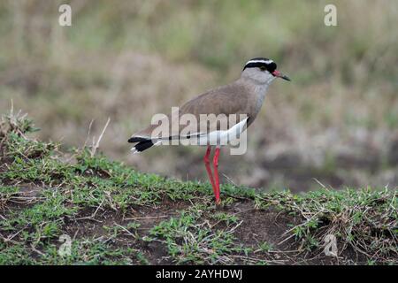 Ein krönender Lapwing (Vanellus coronatus) oder ein krönender Plot in den Grasländern des Masai Mara National Reserve in Kenia. Stockfoto