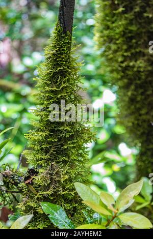 Nahaufnahme des selektiven Fokus. Trockener Stamm des Kanarenraufels mit dickem nassem Moos bedeckt. Nationalpark Anaga, Tenera, Spanien. Stockfoto