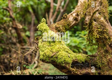 Nahaufnahme des selektiven Fokus. Gebogener Stamm des Kanarenraufels mit dickem nassem Moos bedeckt. Nationalpark Anaga, Tenera, Spanien. Stockfoto