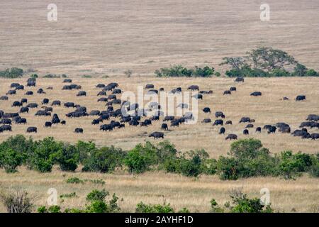 Eine Herde von Kapbuffalos (Syncerus caffer) im Grasland des Masai Mara National Reserve in Kenia. Stockfoto