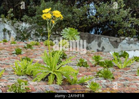 Blühender Riesen-Löwenzahn auf dem Ziegeldach eines alten verlassenen Hauses. Waldberge des Nationalparks Anaga, Tenera, Kanarische Inseln, Spanien. Stockfoto