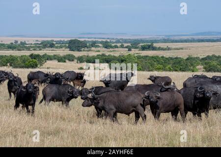 Eine Herde von Kapbuffalos (Syncerus caffer) im Grasland des Masai Mara National Reserve in Kenia. Stockfoto