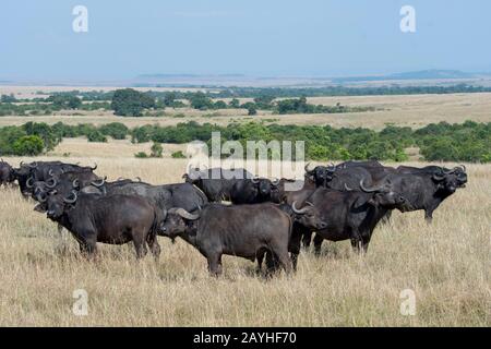 Eine Herde von Kapbuffalos (Syncerus caffer) im Grasland des Masai Mara National Reserve in Kenia. Stockfoto