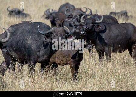 Eine Herde von Kapbuffalos (Syncerus caffer) im Grasland des Masai Mara National Reserve in Kenia. Stockfoto