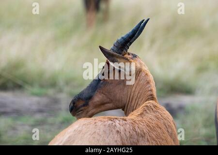 Eine Nahaufnahme eines Topi (Damaliscus korrigum) im Grasland des Masai Mara National Reserve in Kenia. Stockfoto