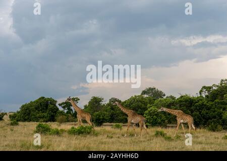 Masai Giraffen (Giraffa camelopardalis tippelskirchi) zu Fuß im Masai Mara National Reserve in Kenia. Stockfoto