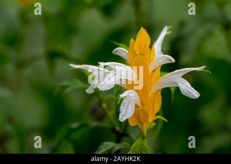 Pachystachys lutea, bekannt unter den gebräuchlichen Namen Lollipop Plant und Golden Shrimp Plant in einem Garten in Mindo, in der Nähe von Quito, Ecuador. Stockfoto