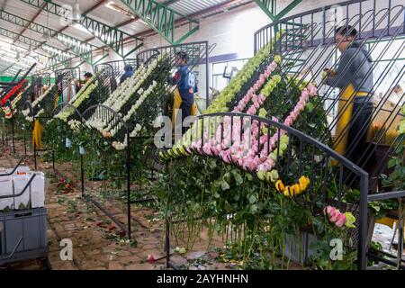 Rosen für den Export werden auf einem Rosenkostüm im Hochland bei Quito, Ecuador, sortiert. Stockfoto