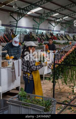 Rosen für den Export werden auf einem Rosenkostüm im Hochland bei Quito, Ecuador, sortiert. Stockfoto