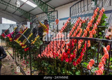 Rosen für den Export werden auf einem Rosenkostüm im Hochland bei Quito, Ecuador, sortiert. Stockfoto