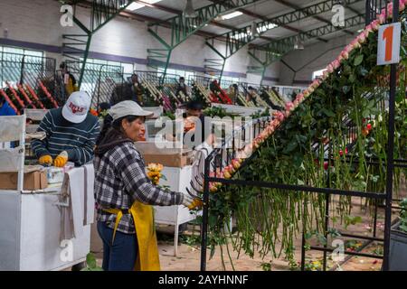 Rosen für den Export werden auf einem Rosenkostüm im Hochland bei Quito, Ecuador, sortiert. Stockfoto