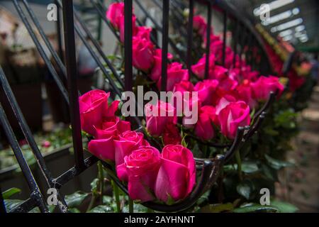 Rosen für den Export werden auf einem Rosenkostüm im Hochland bei Quito, Ecuador, sortiert. Stockfoto