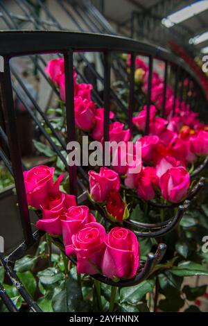 Rosen für den Export werden auf einem Rosenkostüm im Hochland bei Quito, Ecuador, sortiert. Stockfoto