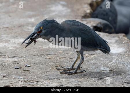 Ein Lava Reiher (Butorides sundevalli) ernährt sich von einer jungen Sally-lightfoot Krabbe auf Hood Island (Espanola Island) auf den Galapagos-Inseln, Ecuador. Stockfoto