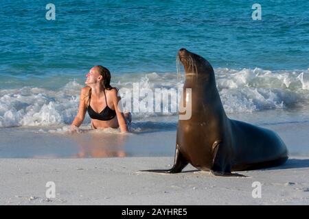 Tourist (Modell-Release 20020923-7) posiert mit einem Galapagos-Seelöwen (Zalophus wollebaeki) an einem Strand an der Gardner Bay auf Hood Island (Espanola Island) i. Stockfoto