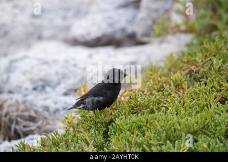 Ein Mittelgroßer Finch (Geospiza fortis) auf der South Plaza Island auf den Galapagos-Inseln, Ecuador. Stockfoto