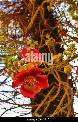 Shivalinga/Ayahuma-Blume an einem Sala-Baum im Königlichen Palast in Phnom Penh, Kambodscha. Mit kräftiger roter Farbe und Ästen an einem Baum. Stockfoto