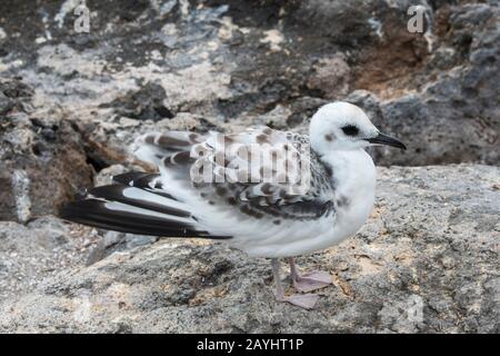 Ein Juvenile Schwalbenschwulze (Creagrus furcatus) auf der South Plaza Island auf den Galapagos-Inseln, Ecuador. Stockfoto