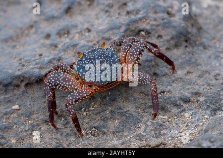 Eine junge sally lightfoot Krabbe (Grapsus grapsus), die auf einem Felsen auf der South Plaza Island auf den Galapagos Inseln, Ecuador, spazieren geht. Stockfoto