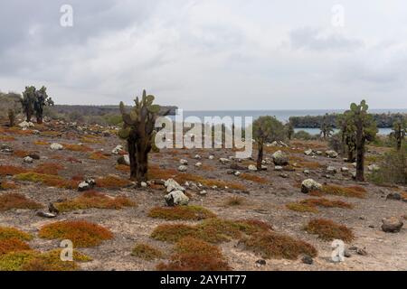 Stachelige Birnenkakti (Opuntia echios) und Sesuvium edmonstonei Pflanzen (endemisch) auf der South Plaza Insel auf den Galapagos-Inseln, Ecuador. Stockfoto