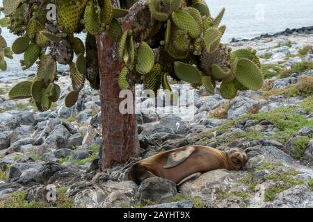 Ein Galapagos-Seelöwe schläft unter einem stacheligen Birnenkaktus (Opuntia echios) auf der South Plaza Island auf den Galapagos-Inseln, Ecuador. Stockfoto