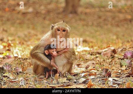 Makaque Monkey Mother und ihr Kind. Foto in der Nähe von Angkor Wat in Kambodscha aufgenommen. Stockfoto