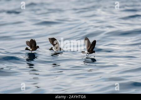 Elliots Sturmpetrel (Oceanites gracilis), auch bekannt als der weiß belüftete Sturmpetrel, der sich auf der Meeresoberfläche von Santa Fe Island (Barrelt Stockfoto