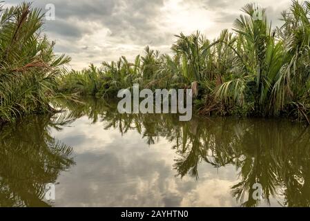 Geheimnisvoller Fluss in einem Dschungel bei Sonnenuntergang in der Nähe von Tangalle, Sri Lanka. Malerische Aussicht auf die Feuchtgebiete im Regenwald. Tropische Lagunenlandschaft im Zwielicht. Sce Stockfoto
