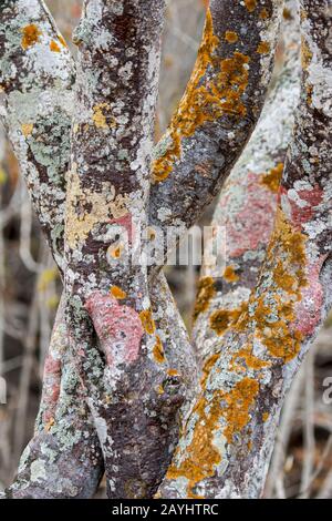 Nahaufnahme eines mit Flechten bedeckten Baumes auf Santa Fe Island (Barrington Island) im Galapagos-Nationalpark, Galapagos-Inseln, Ecuador. Stockfoto